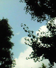 a0120786_18355618.jpg