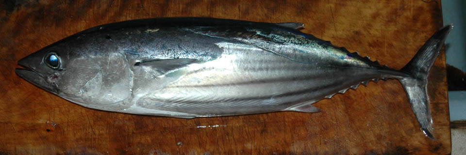 c0170789_20465396.jpg