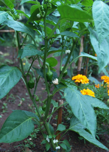 e0089001_2227517.jpg