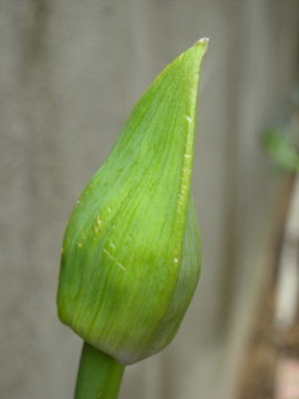 c0145209_9331049.jpg