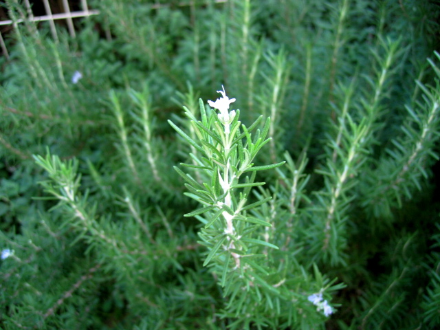 e0050111_21491132.jpg