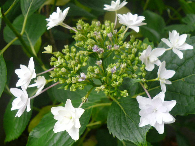e0026017_1262221.jpg