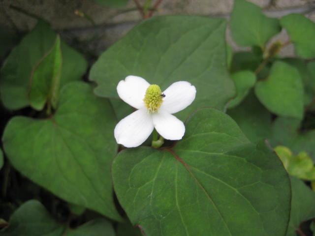 e0166032_21374530.jpg