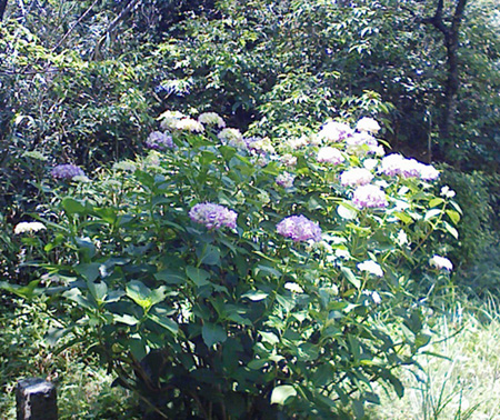 a0129233_18164445.jpg