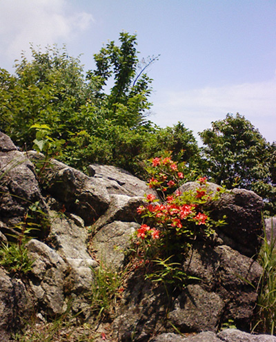 a0129233_18333160.jpg