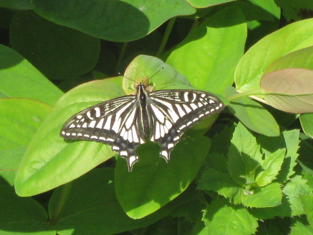c0117239_153646100.jpg