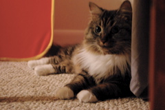 f0004775_6401063.jpg