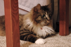 f0004775_64039100.jpg