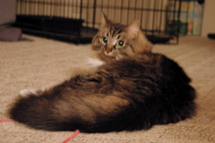 f0004775_6405648.jpg