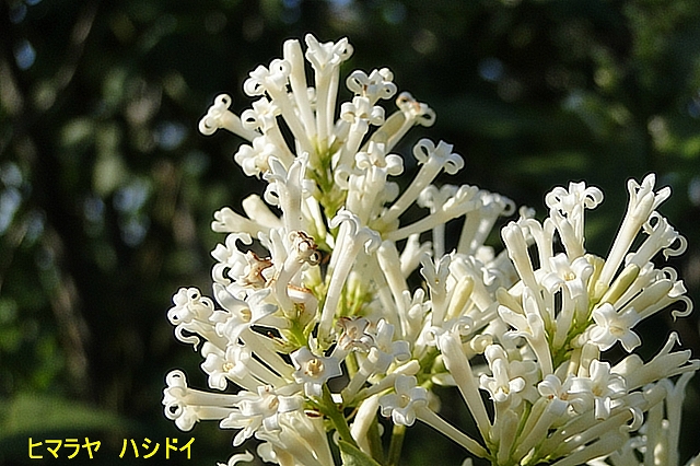 c0183777_7164191.jpg