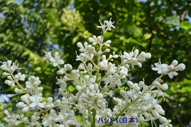 c0183777_7173824.jpg