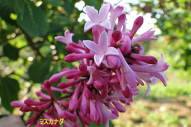 c0183777_7175736.jpg
