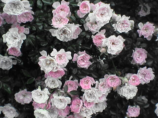 c0069380_12311186.jpg