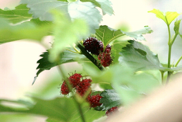 d0133693_20224263.jpg