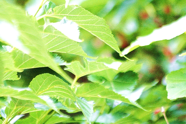 d0133693_20224835.jpg