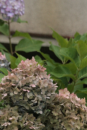 d0133693_558403.jpg