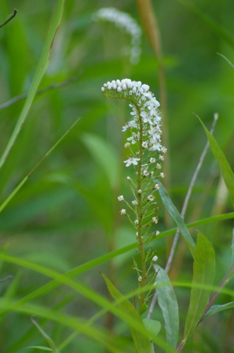 b0052108_8413250.jpg