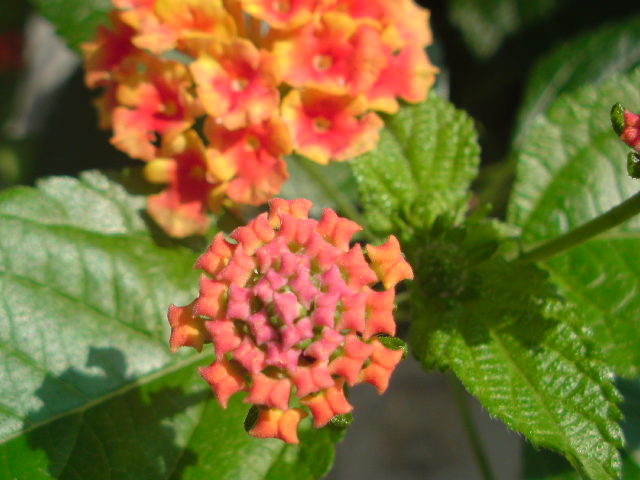 e0016828_15374135.jpg