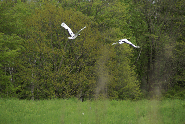 a0112747_23152744.gif