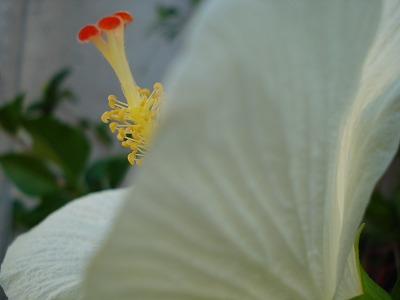 b0086362_11421550.jpg