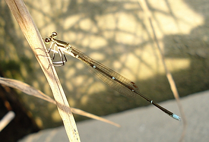 a0096669_171446.jpg