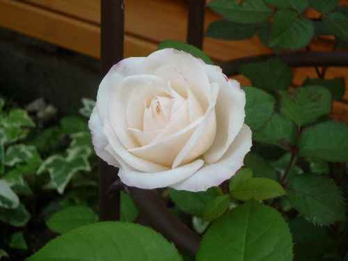 a0061973_10134054.jpg