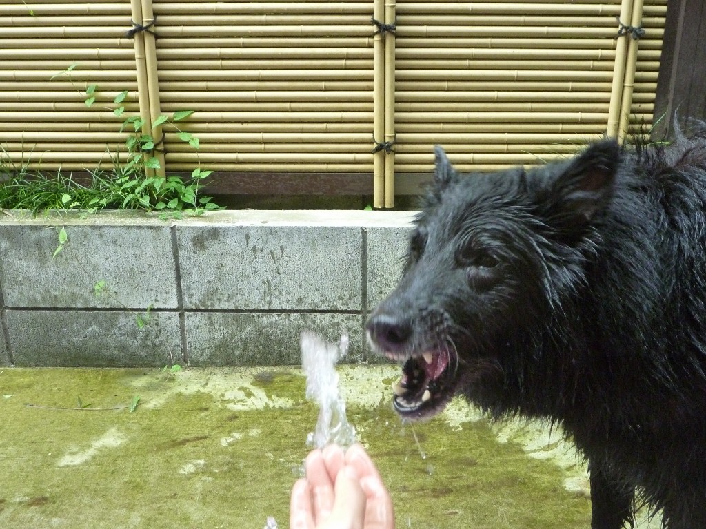 c0052779_17291215.jpg