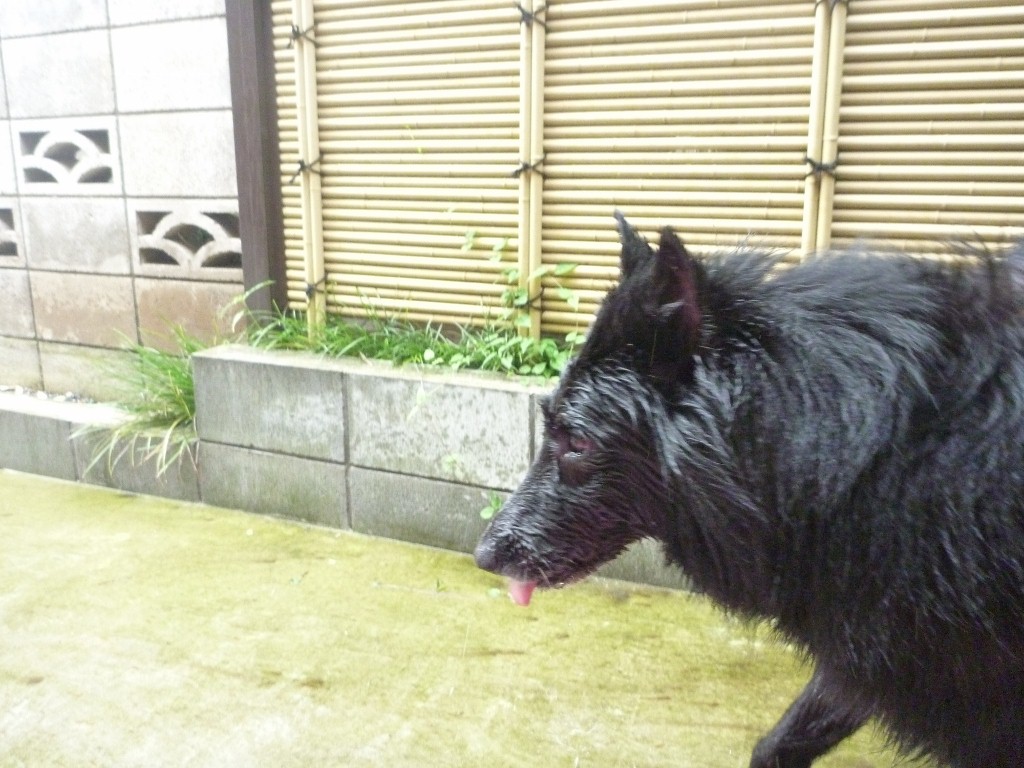 c0052779_17323941.jpg