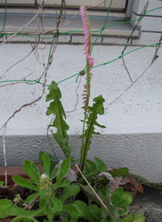c0195695_13505532.jpg