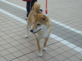 c0138198_8535190.jpg
