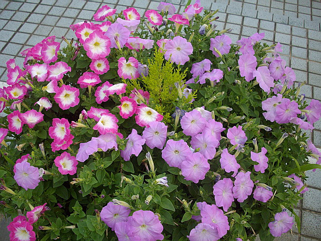 c0138198_97491.jpg