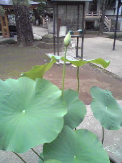 e0131904_1028518.jpg