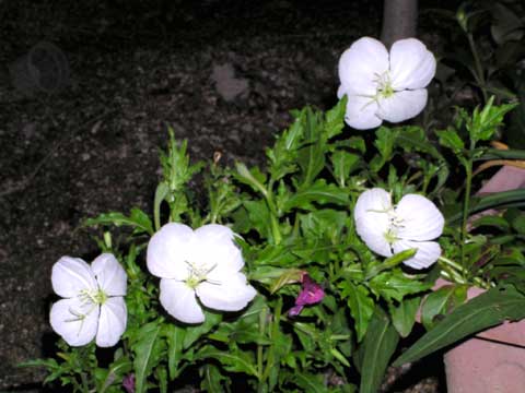 d0004813_11584843.jpg