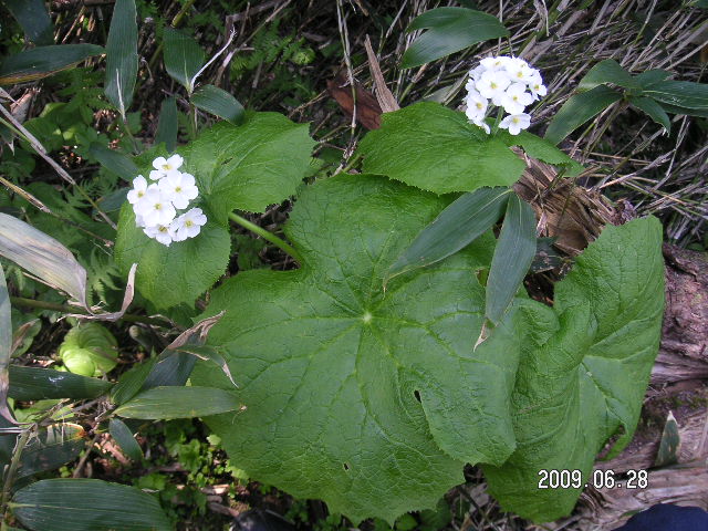 a0020929_1533497.jpg