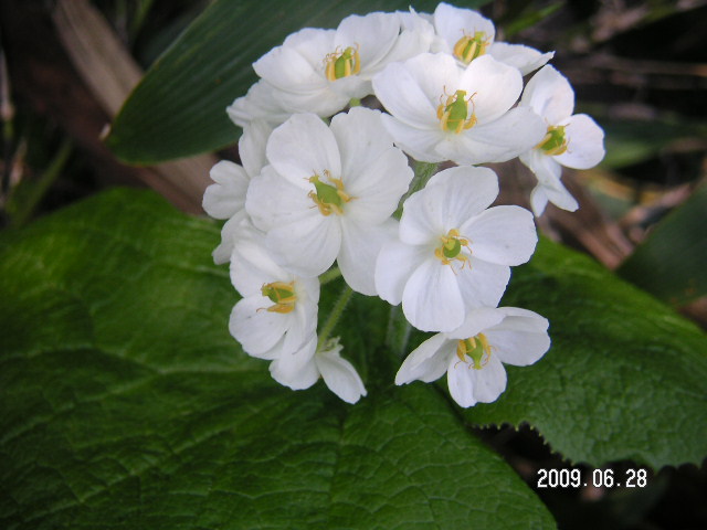 a0020929_15343620.jpg