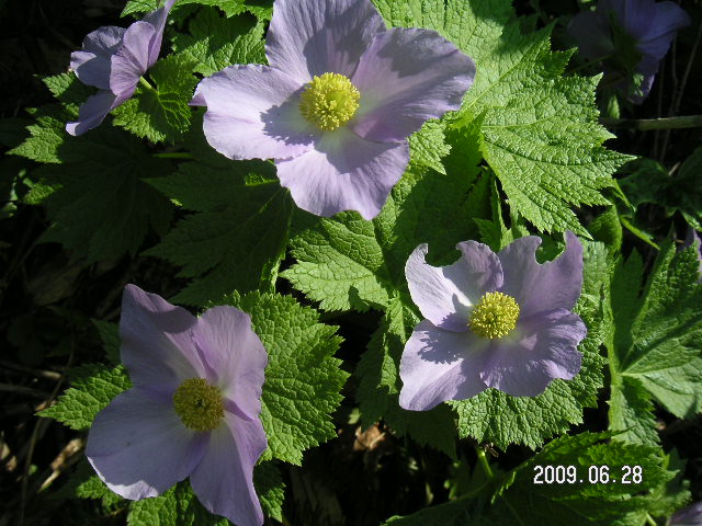 a0020929_15354256.jpg