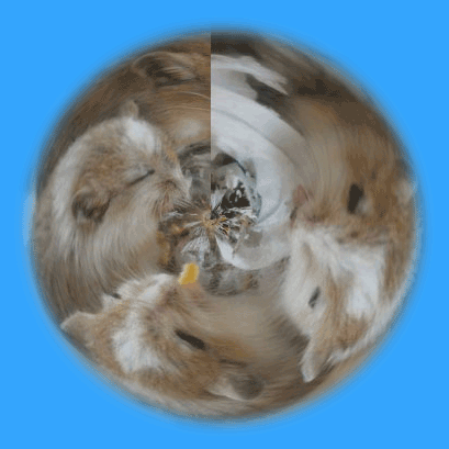c0111535_2255892.gif