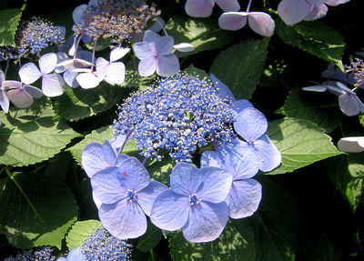 d0039443_155295.jpg