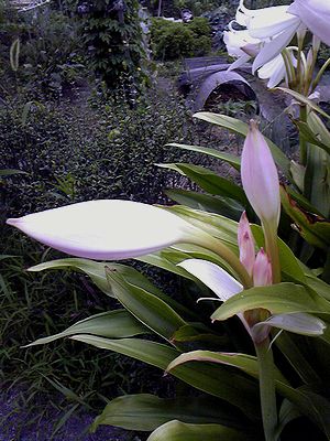 a0111756_132122100.jpg