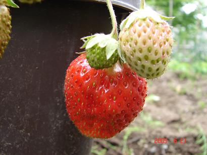 e0166066_945102.jpg