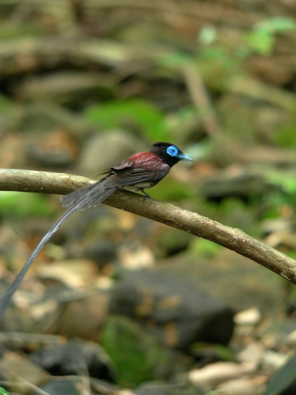f0137673_16323466.jpg