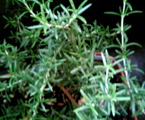 a0012575_19185662.jpg