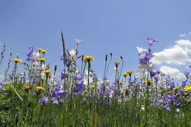 c0183777_7265391.jpg