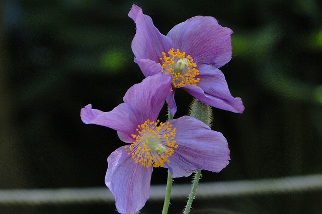 c0183777_727383.jpg