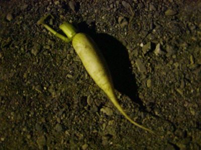 c0131478_95583.jpg