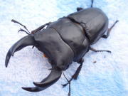 c0150582_923743.jpg