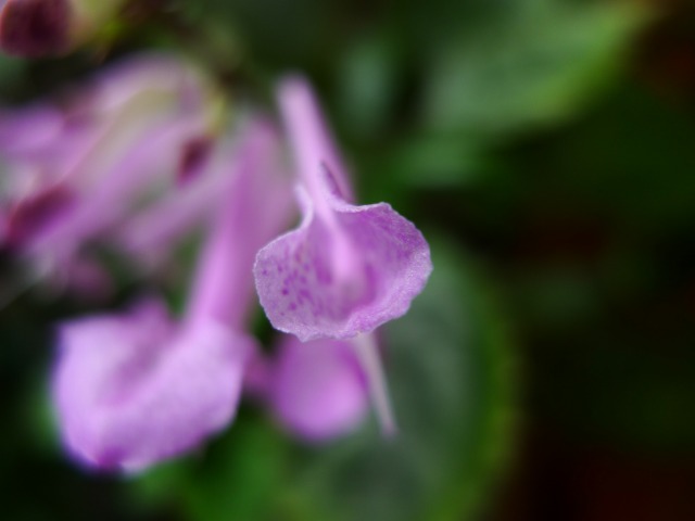 b0115085_117351.jpg