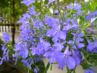 c0029190_9474427.jpg