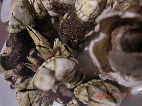 b0184901_2144525.jpg