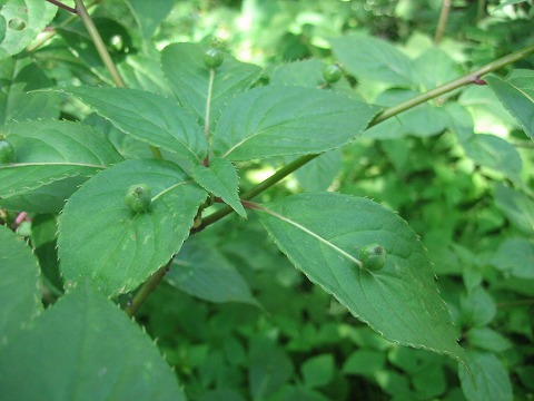 c0196701_10252736.jpg